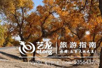 环球国际旅行社胡杨林三日游
